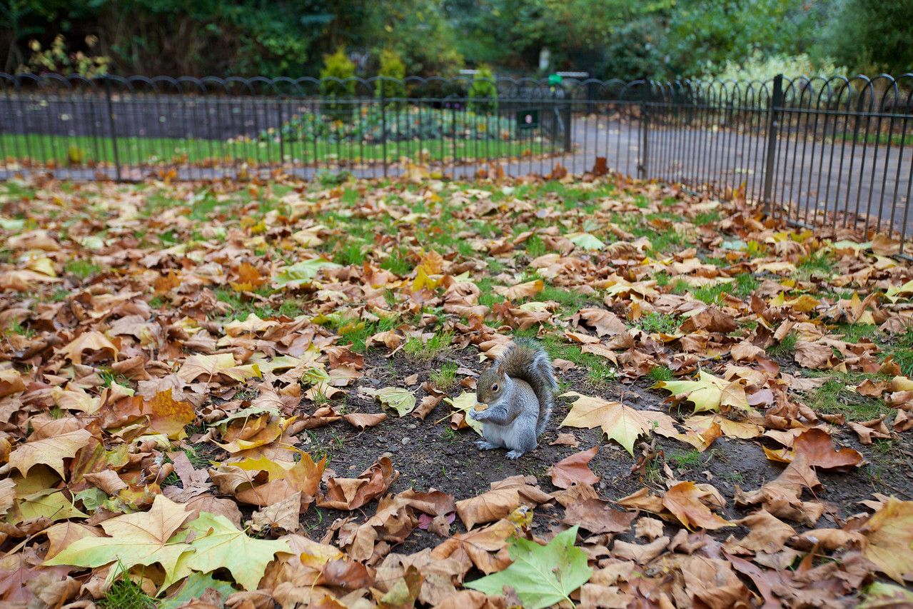 Squirell in a Park